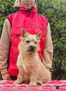 Cairn Terrier - Amiral