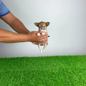 Chihuahua - Kwai