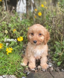 Cavapoo - Emma