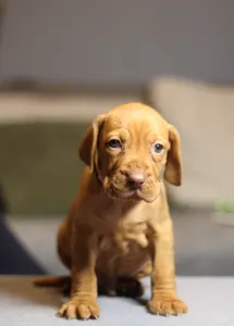 Hungarian Short-haired Vizsla - Shelby