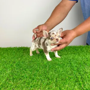 Chihuahua - Chocolatta