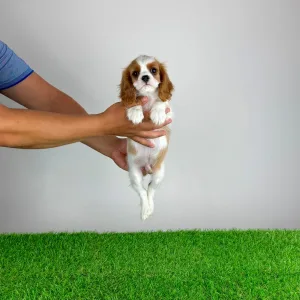 Cavalier King Charles spániel - Patton
