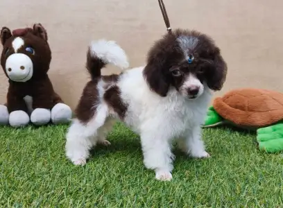 Caniche Nain - Ramy (toy)