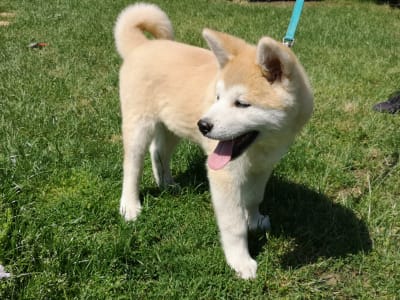 Akita Inu - Kenzo Yanagi No Tani