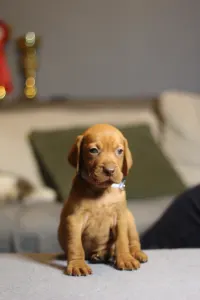 Hungarian Short-haired Vizsla - Lamborghini