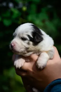 Berger australien - Winstead Nothing But Love