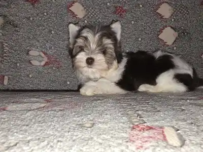 Yorkshire Terrier - Full Of Heart Jamila