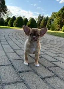 Chihuahua - Kilo