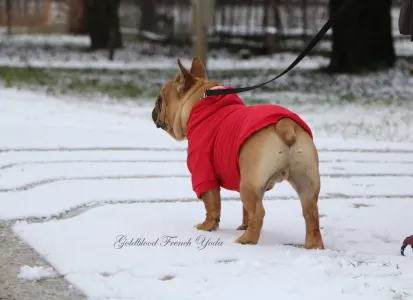 French Bulldog - Yoda