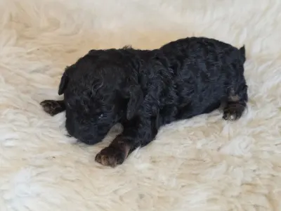 Cavapoo - Nobu