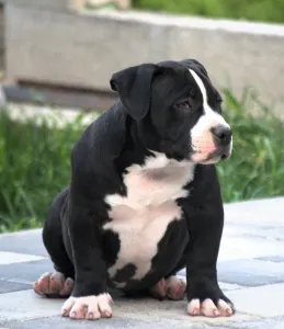 l'American Bully - Pocket - Borisz