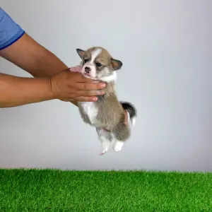Welsh Corgi Pembroke - Dessy