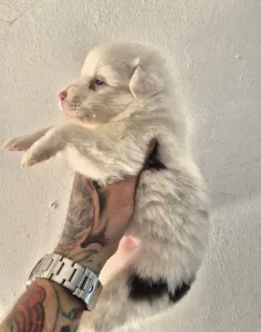 Australian Shepherd - Lejla