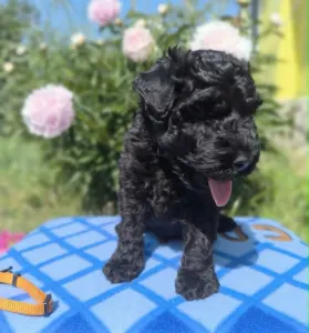 Terrier Kerry Blue - Badacsonyalja Daire Blue Pride