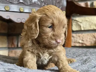 Cavapoo - Milky