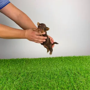 Yorkshire Terrier - Livius