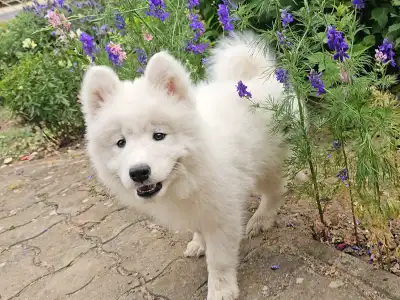 Szamojéd - Happy Hómancs Barka "yuki"