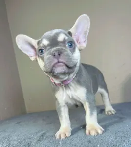 French Bulldog - Amy