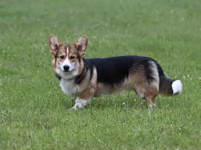 Welsh Corgi Pembroke - Hermes The Playful From Farm Of Happy Dogs