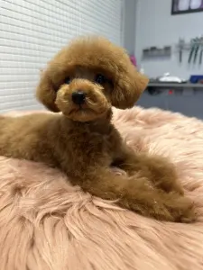 Poodle Toy - Prada Pupett