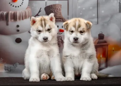 Husky siberian - Green