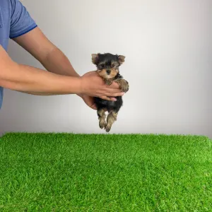 Yorkshire Terrier - Mambo