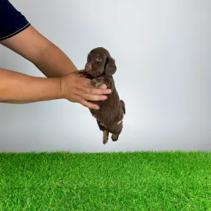 Dachshund - Guba