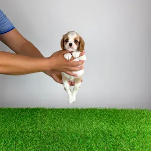 Cavalier King Charles Spaniel - Vila