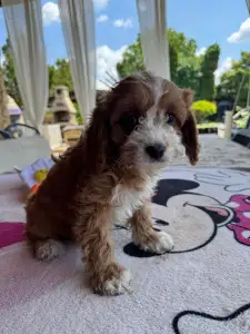 Cavapoo - Brownie