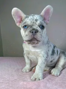 French Bulldog - Anastasia