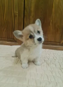 Welsh Corgi Pembroke - Diamond