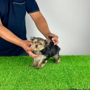 Yorkshire terrier - Eryx