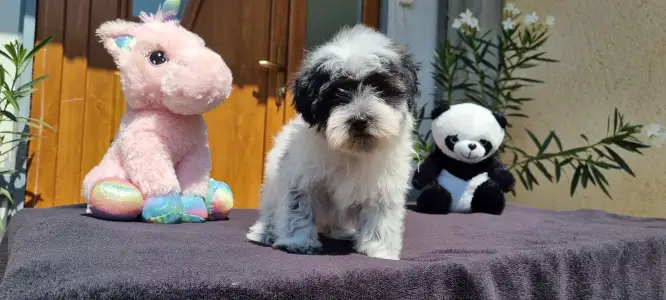 Maltipoo - Oreo