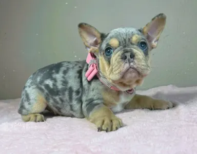 Bouledogue français - Mandy