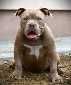 American Bully - Pocket - Ghostface Fighters Macho