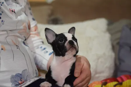 Boston Terrier - Villám ( Blitzen )