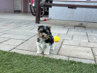 Biewer Terrier - Panda