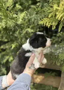 Border Collie - Bársony