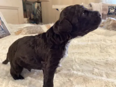 Lagotto Romagnolo - Bizsu