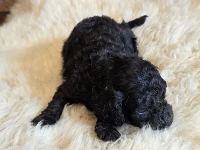 Cavapoo - Norina