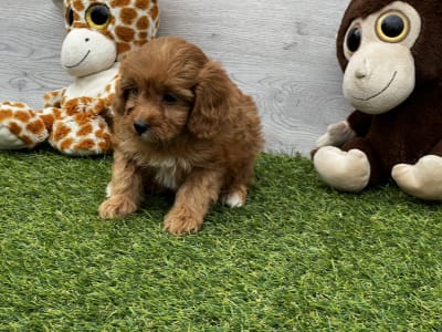 Cavapoo - Upsadaisy