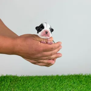Boston Terrier - Jamila