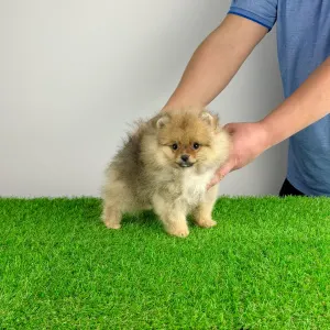 German Pomeranian Spitz - Quisina