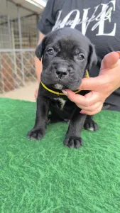 Cane Corso - Ethan