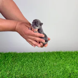 Чихуахуа - Farinella