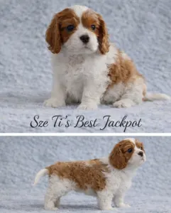 Cavalier King Charles Spaniel - Jackpot