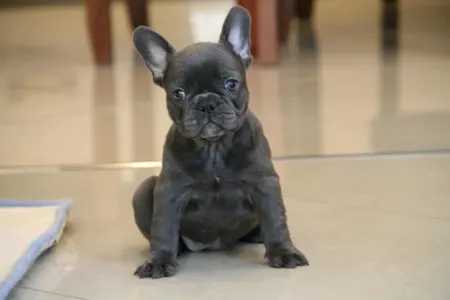 Francia bulldog - Bella