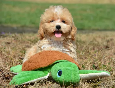Maltipoo - Peppa
