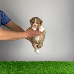 Ciobanesc Australian - Beira