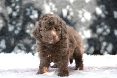Poodle Miniature - Latte Machiato